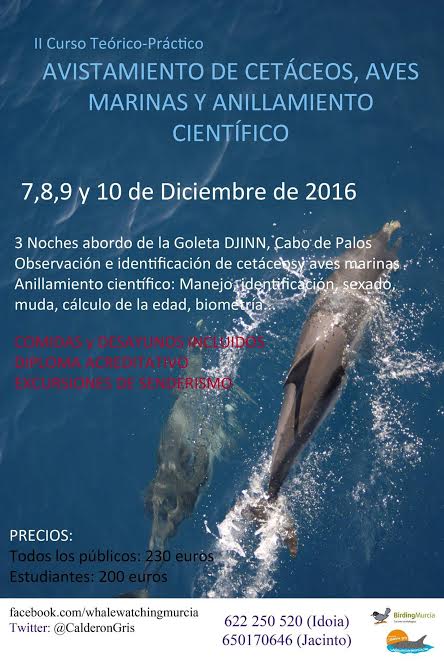 Curso de Avistamiento de cetáceos y más, con Calderón Gris