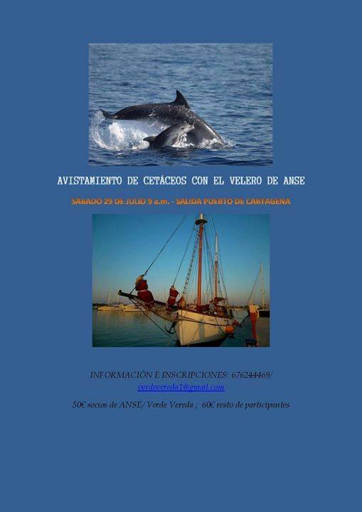 Avistamiento de cetáceos en velero, con Verde Vereda. Avistamiento de cetáceos en velero, con Verde Vereda