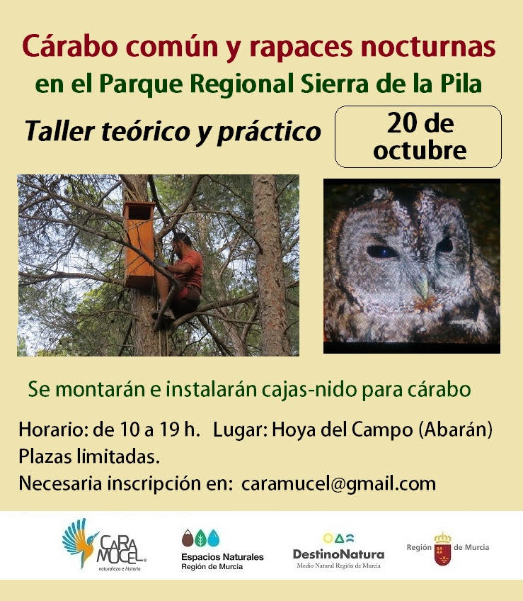 Taller teórico y práctico sobre cárabo común y rapaces nocturnas, con Caramucel Naturaleza e Historia