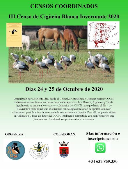III Censo de Cigüeña Blanca Invernante 2020, con SEO/BirdLife