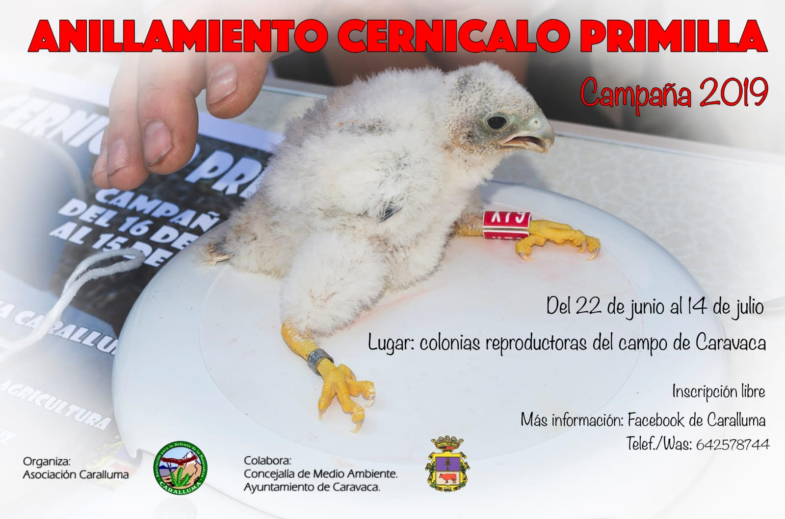 Anillamiento de cernícalo primilla + Fotografía, con Caralluma. Anillamiento de cernícalo primilla + Fotografía, con Caralluma