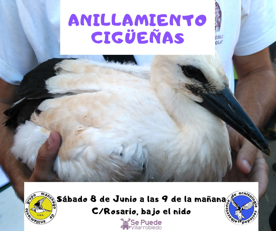 Anillamiento de cigüeñas en Villarrobledo, con SAO. Anillamiento de cigüeñas en Villarrobledo, con SAO