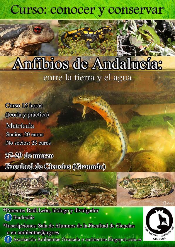 Curso de anfibios de Andalucía, con Raulophis. Curso de anfibios de Andalucía, con Raulophis