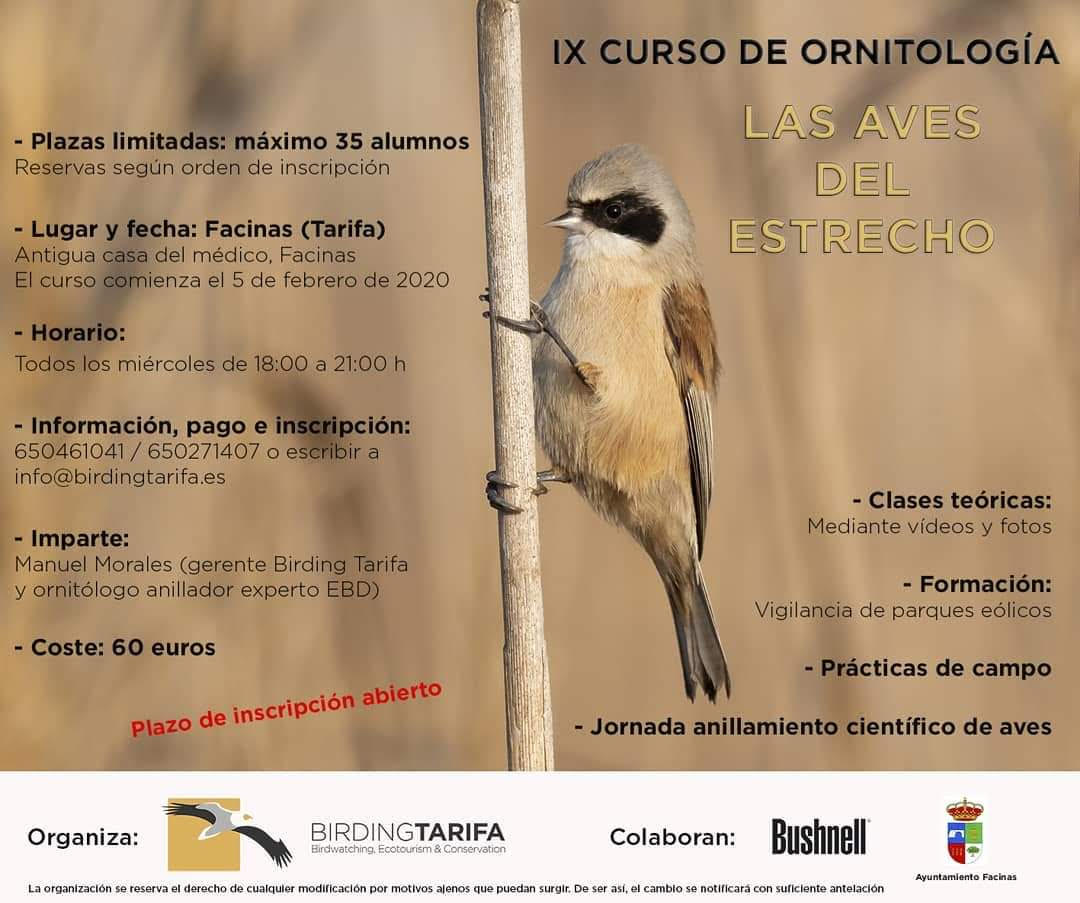 Curso de aves del Estrecho, con Birdingtarifa. Curso de aves del Estrecho, con Birdingtarifa