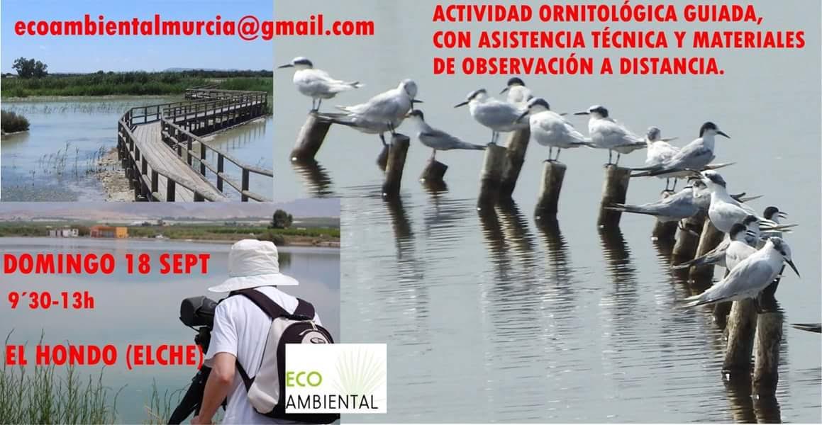 Ruta ornitológica guiada en El Hondo, con EcoAmbiental