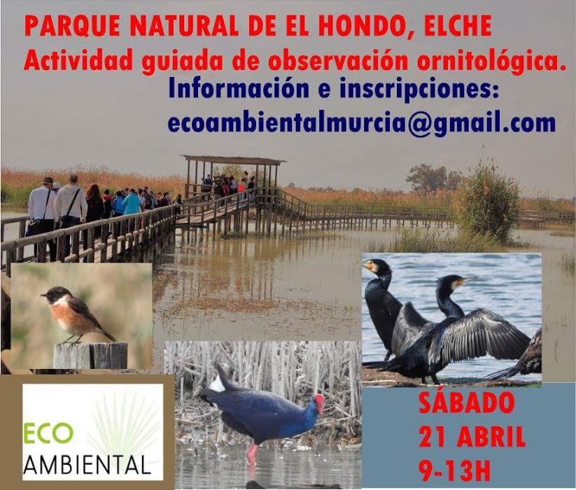 Observación ornitológica en El Hondo, con EcoAmbiental