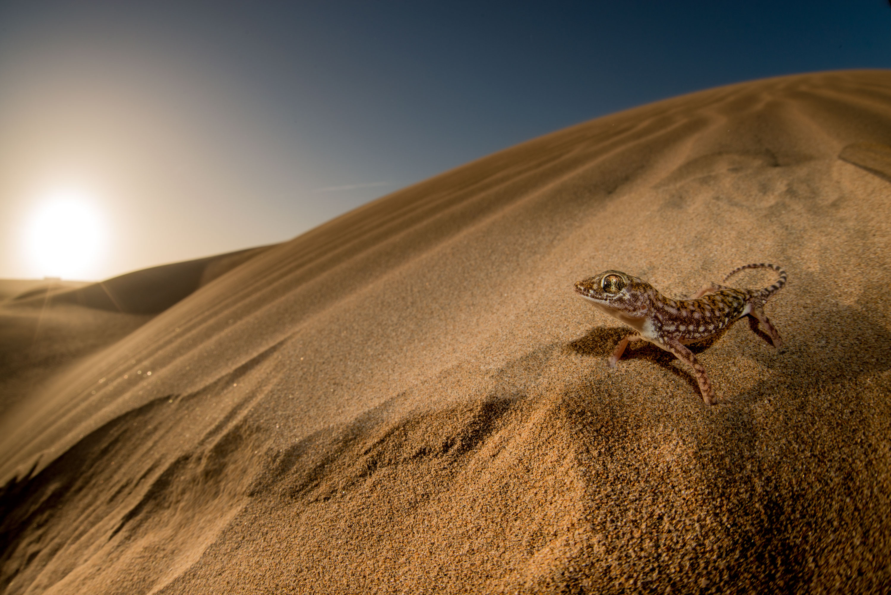 La muestra contiene más de 50 imágenes de la fauna y los habitantes africanos. Imagen: J. Lobón / MNCN