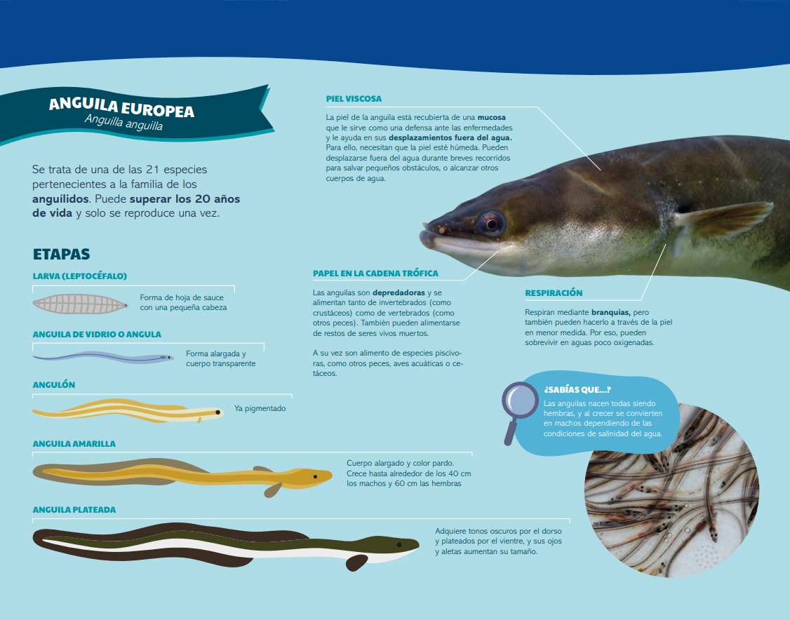 Una imagen del proyecto de ANSE sobre la anguila europea