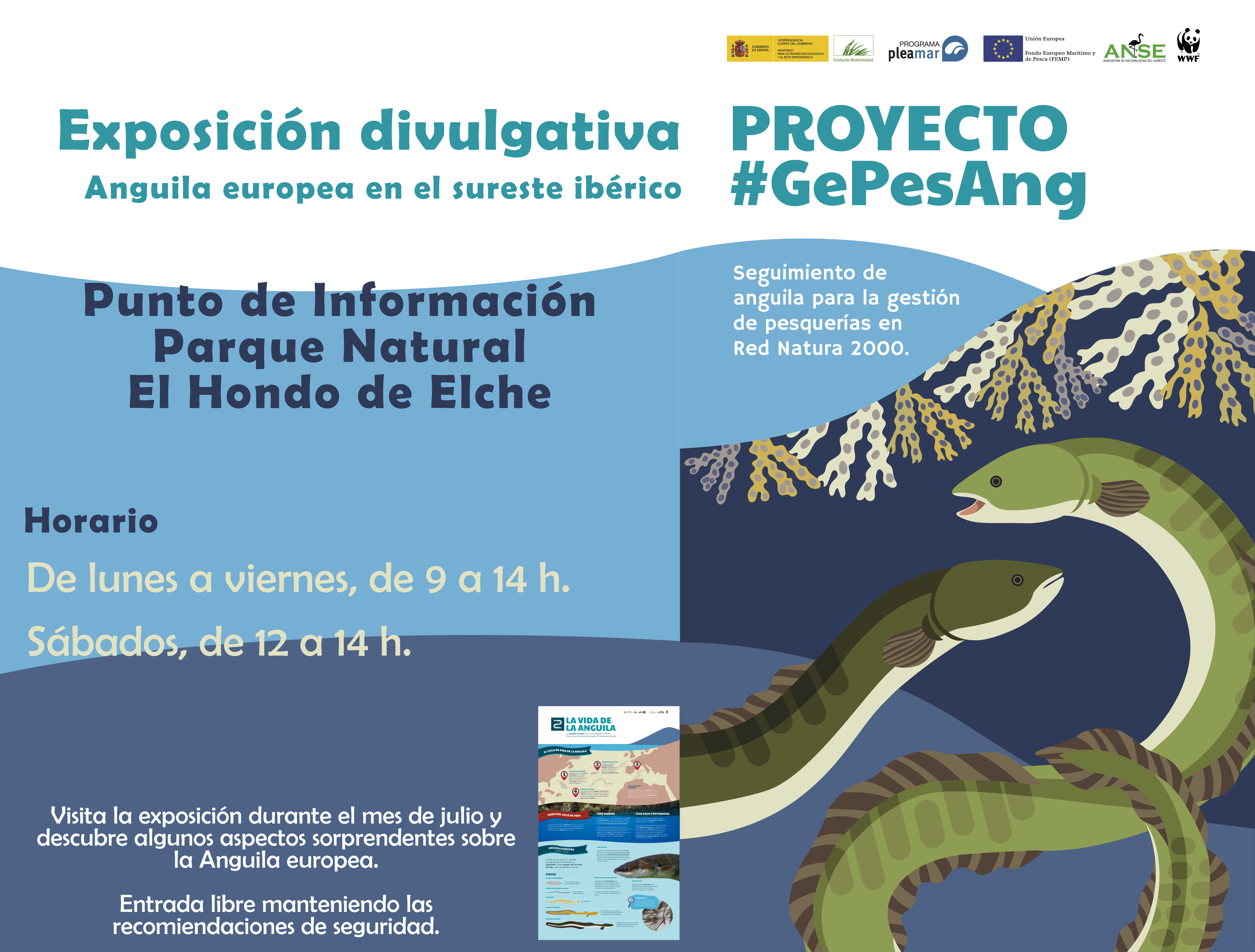 Expo sobre la anguila europea, con ANSE