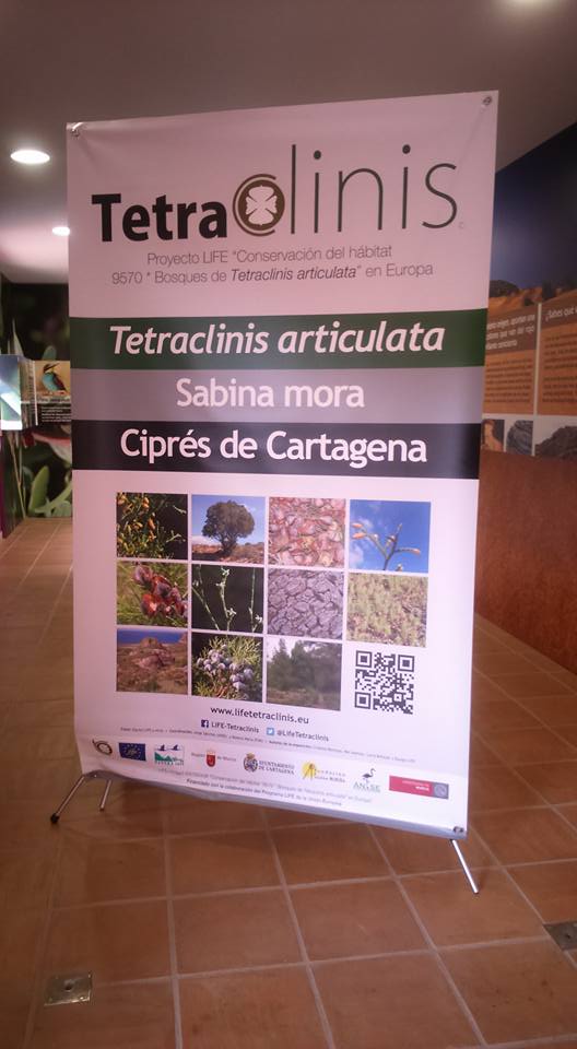 Expo sobre el ciprés de Cartagena. Imagen: Xiruca Martínez Penas.