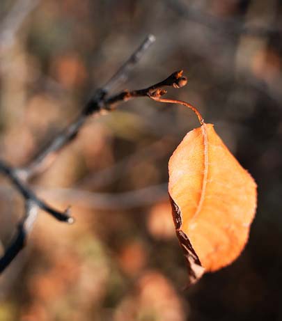 Hoja en otoño. Imagen: Pixabay