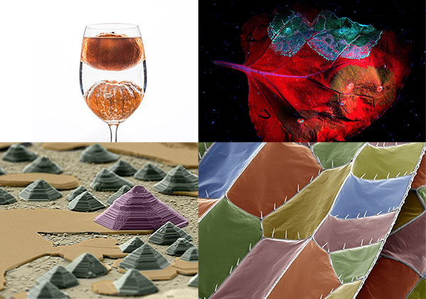Algunas de las mejores fotografías de la anterior edición de Fotociencia. (Miguel Simón Moya/ Francisco Javier Domínguez García/ Carlos López Pernía/ María Carbajo Sánchez (CSIC). Algunas de las mejores fotografías de la anterior edición de Fotociencia. (Miguel Simón Moya/ Francisco Javier Domínguez García/ Carlos López Pernía/ María Carbajo Sánchez (CSIC)