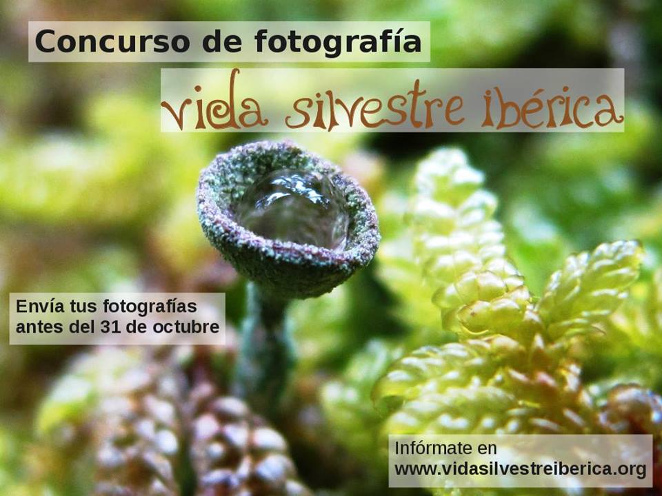 Concurso de Fotos con Vida Silvestre