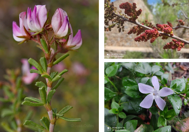 Inventario fotográfico botánico en el Majal Blanco, con el Ayto. de Murcia