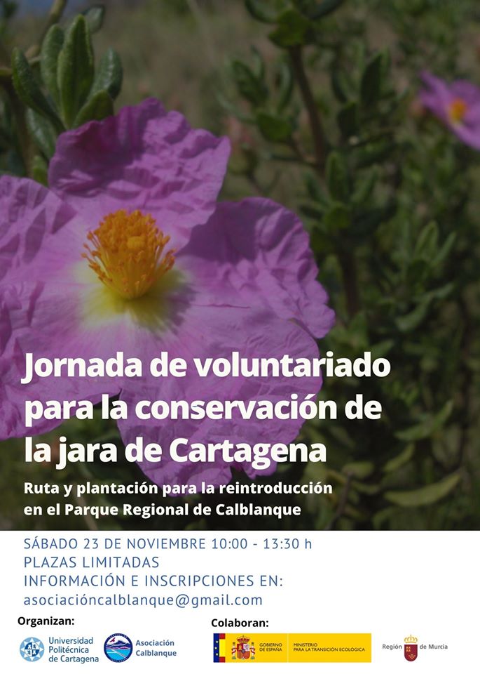 Jornada de conservación de la jara de Cartagena, con la UPCT y Asoc. Calblanque