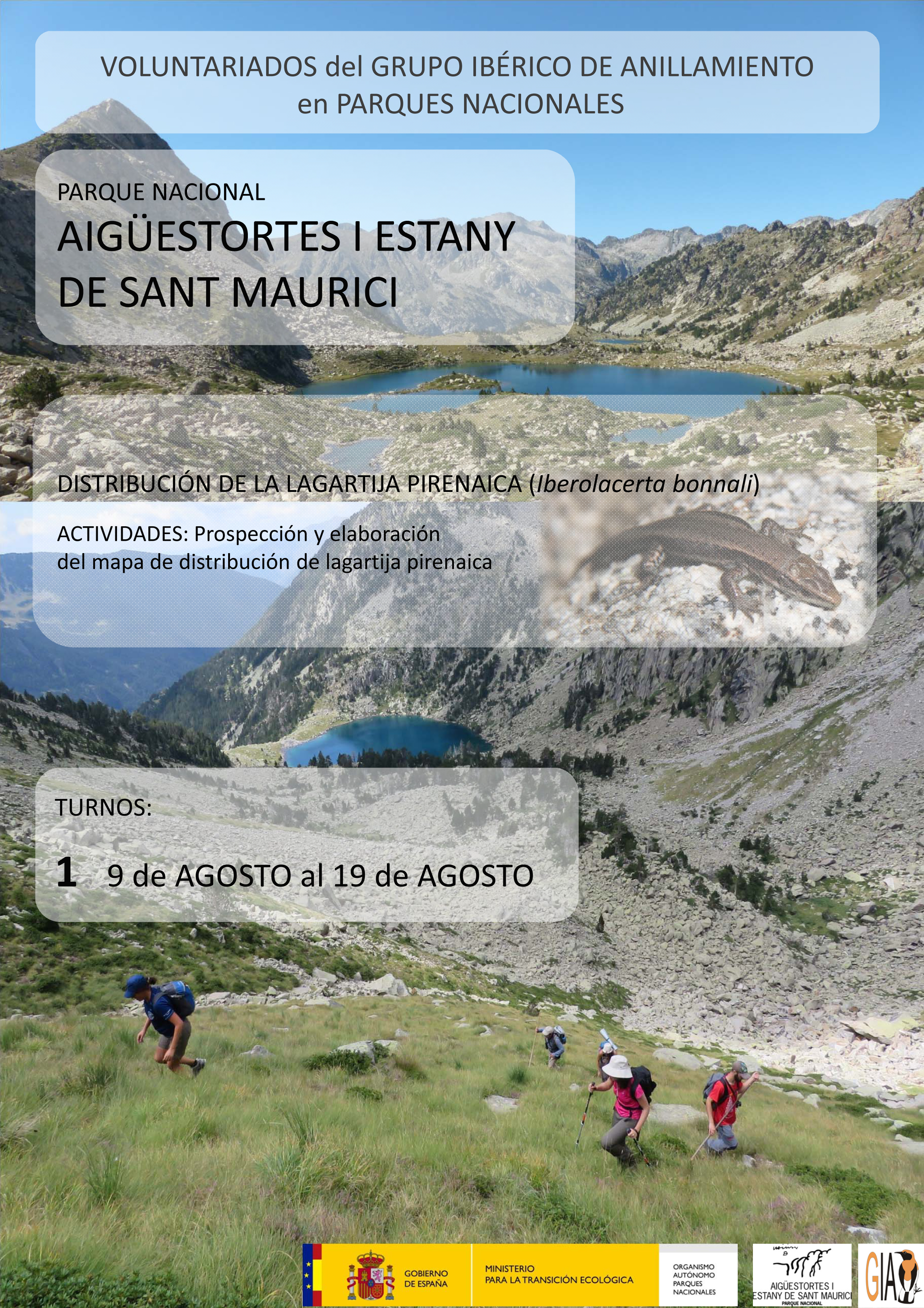 Voluntariado sobre la lagartija pirenaica, con PPNN. Voluntariado sobre la lagartija pirenaica, con PPNN