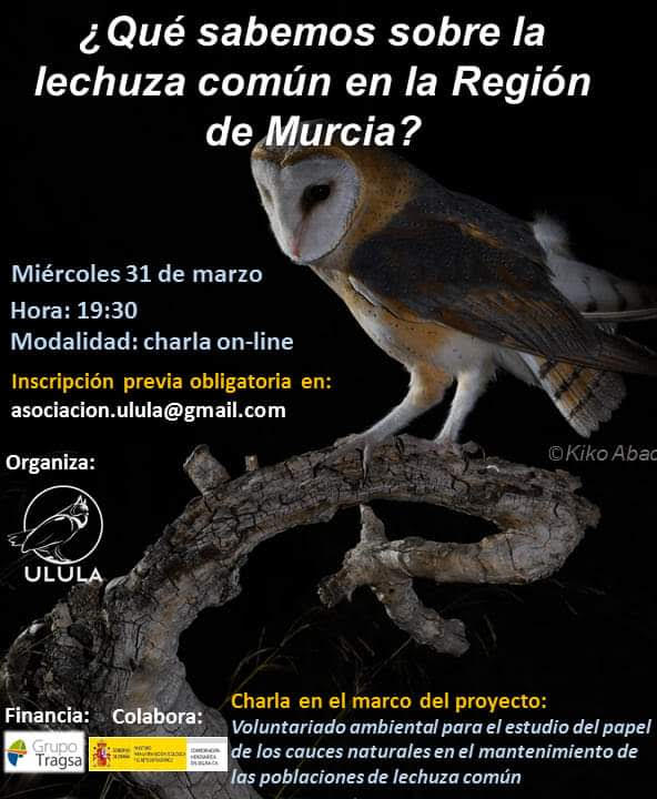 La lechuza común en la Región de Murcia, con Ulula