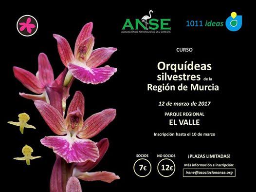 Curso sobre orquídeas silvestres de la Región de Murcia, con ANSE y 1011 ideas