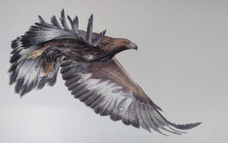 Águila real volando, tamaño 105x160 cm. Imagen: Iñaki Díez / MNCN