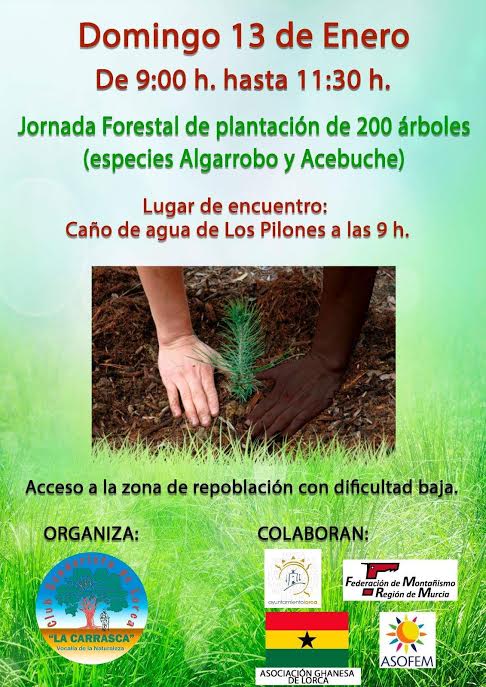 Plantación de algarrobos y acebuches, con La Carrasca. Plantación de algarrobos y acebuches, con La Carrasca