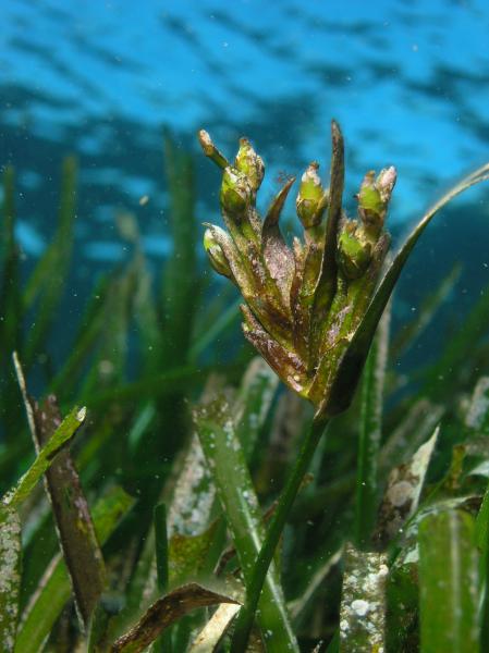 'Posidonia oceanica', imagen de Juan Manuel Ruiz Fernández. 'Posidonia oceanica', imagen de Juan Manuel Ruiz Fernández