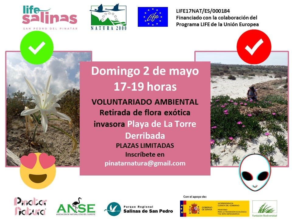 Retirada de flora exótica invasora, con Pinatar Natura. Retirada de flora exótica invasora, con Pinatar Natura