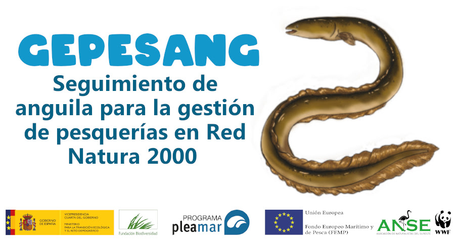 Seguimiento de anguila para la gestión de pesquerías en Red Natura 2000, con ANSE