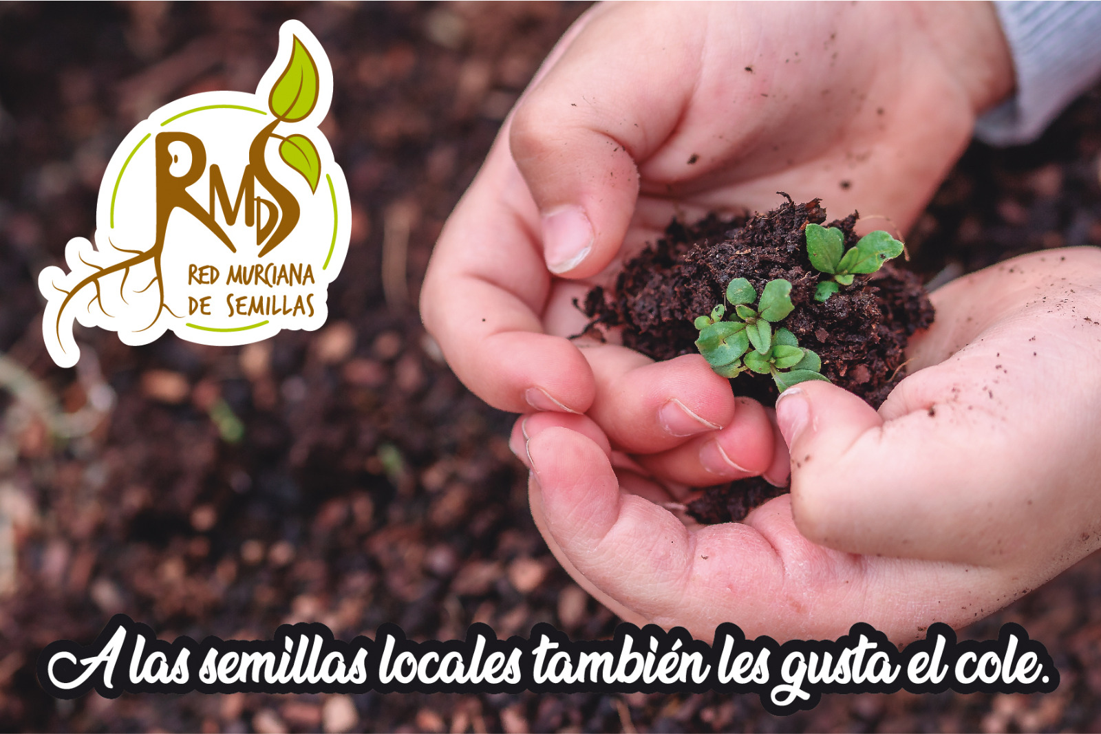 Reparto de semillas de variedades locales a centros escolares, con la Red Murciana de Semillas
