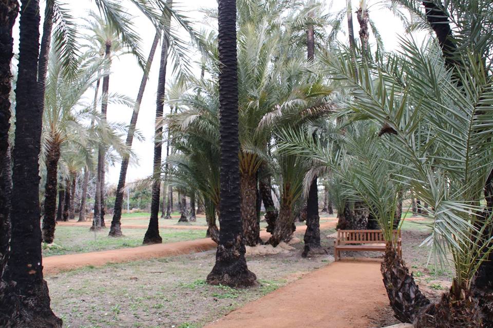 Tesoros vegetales de los jardines de Murcia, con Turismo Botánico