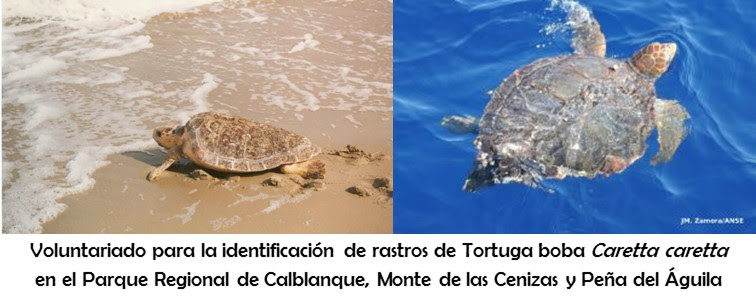Voluntariado para la Identificación de rastros de tortuga boba en el PR Calblanque con ANSE Voluntariado para la Identificación de rastros de tortuga boba en el PR Calblanque con ANSE