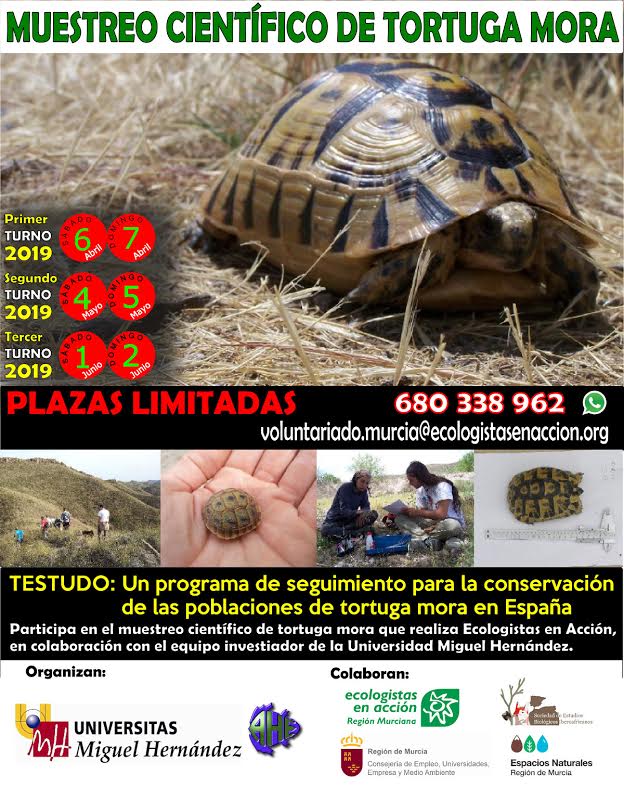 Muestreo de tortuga mora, con EEA REgión Murciana