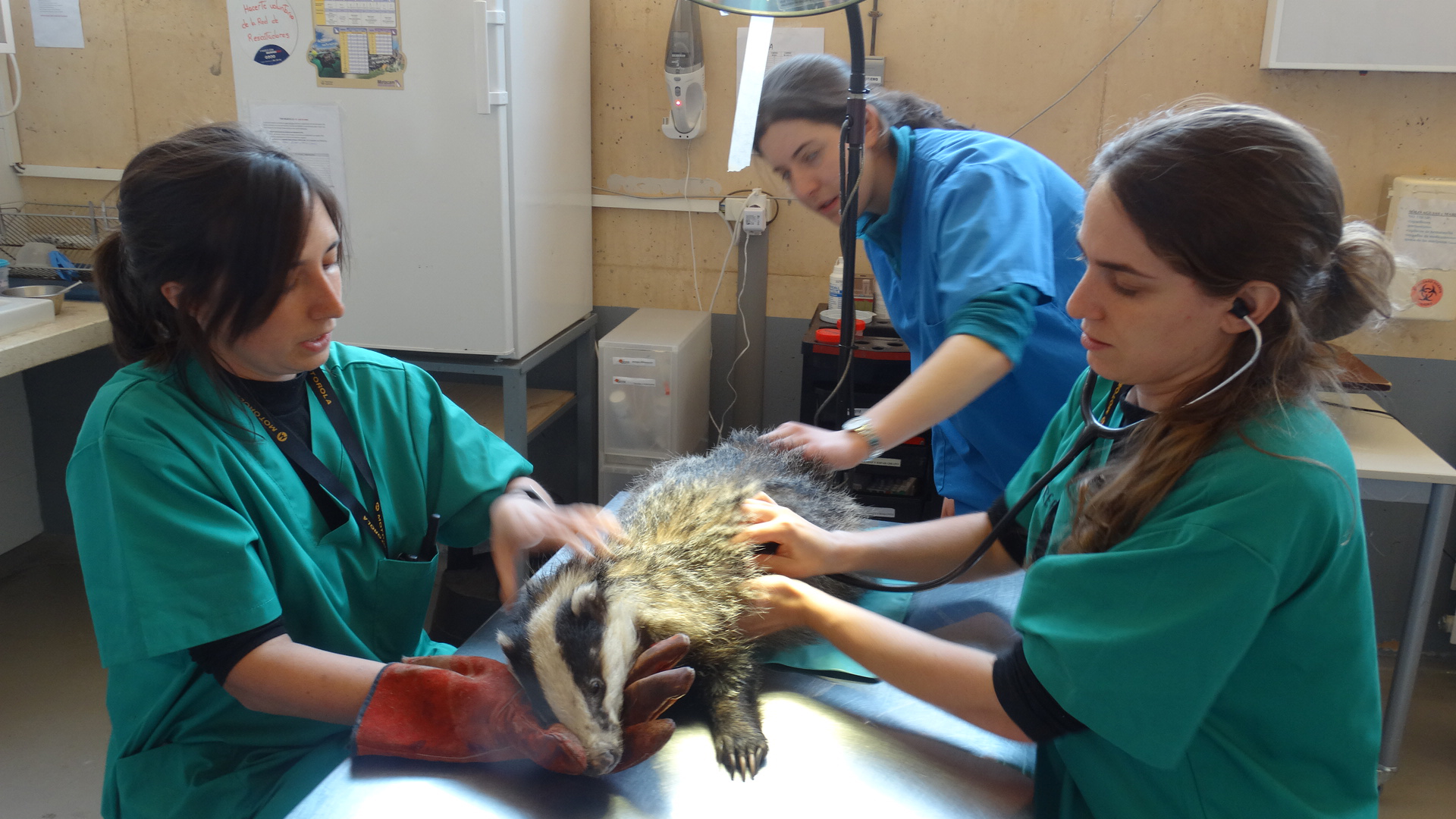 Exploración veterinaria a un tejón en el Hospital de Fauna de Grefa. Imagen: Grefa