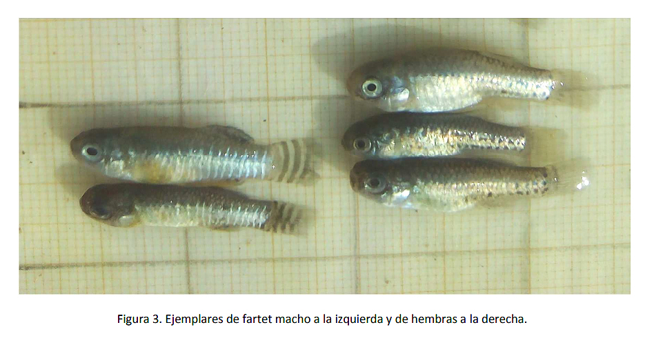 Extracto del informe 'Seguimiento biológico de fartet ('Aphanius iberus') en la Región de Murcia 2017-2018' publicado por la Comunidad Autónoma. Imagen: CARM