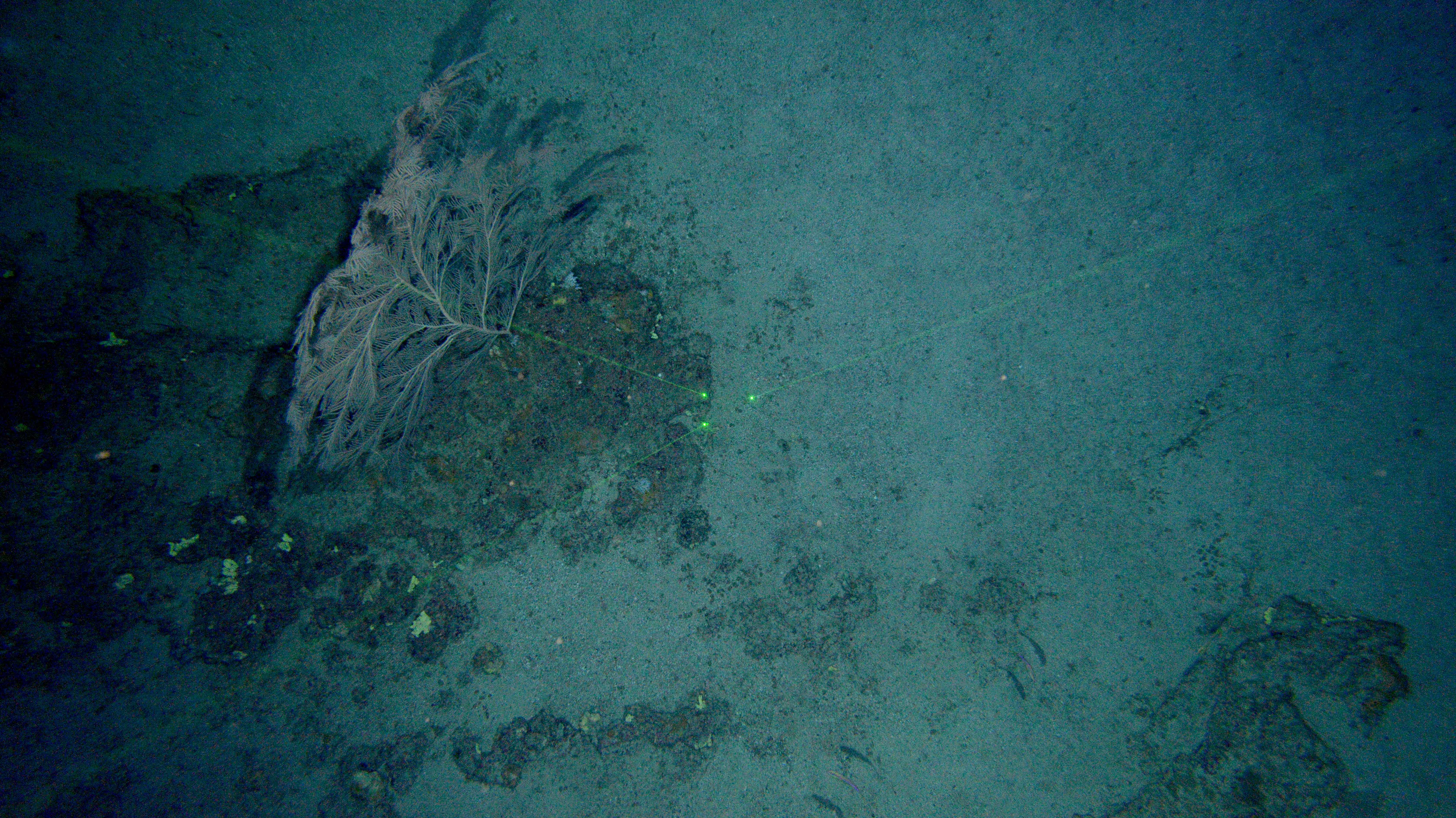 Aspecto del fondo marino. Imagen: IEO.