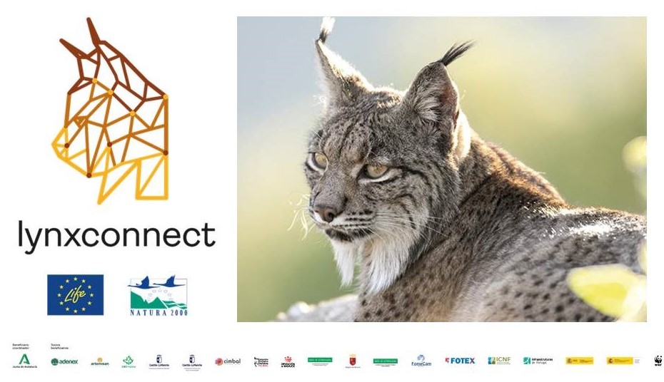 Imagen con la que el LIFE LynxConnect celebra el Día Internacional del Lince Ibérico