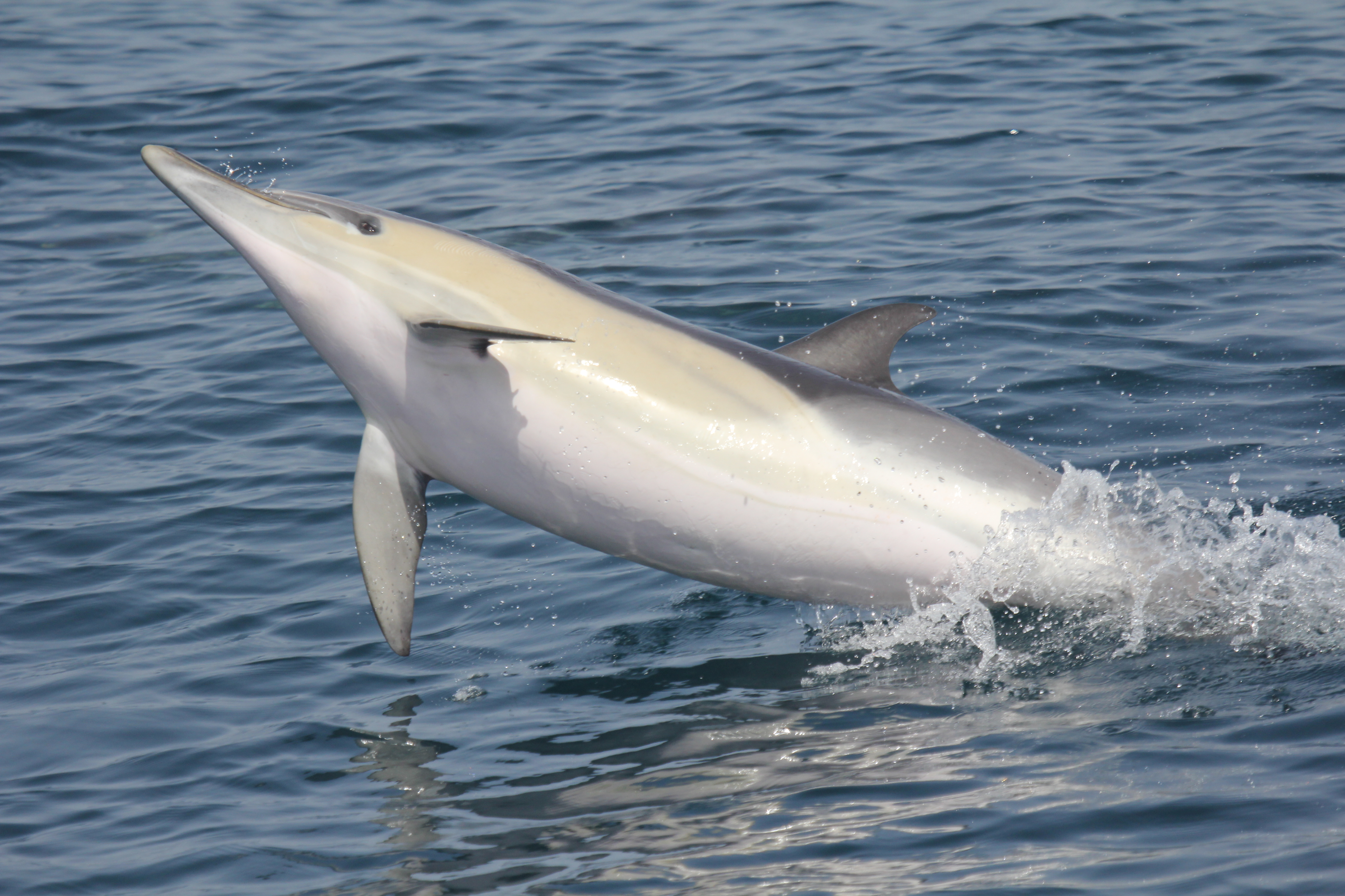 Ejemplar de delfín en el Mar de Alborán. Imagen: CIRCE /CSIC