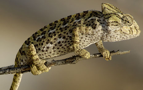 Ejemplar de camaleón de una especie protegida. Imagen: CSIC