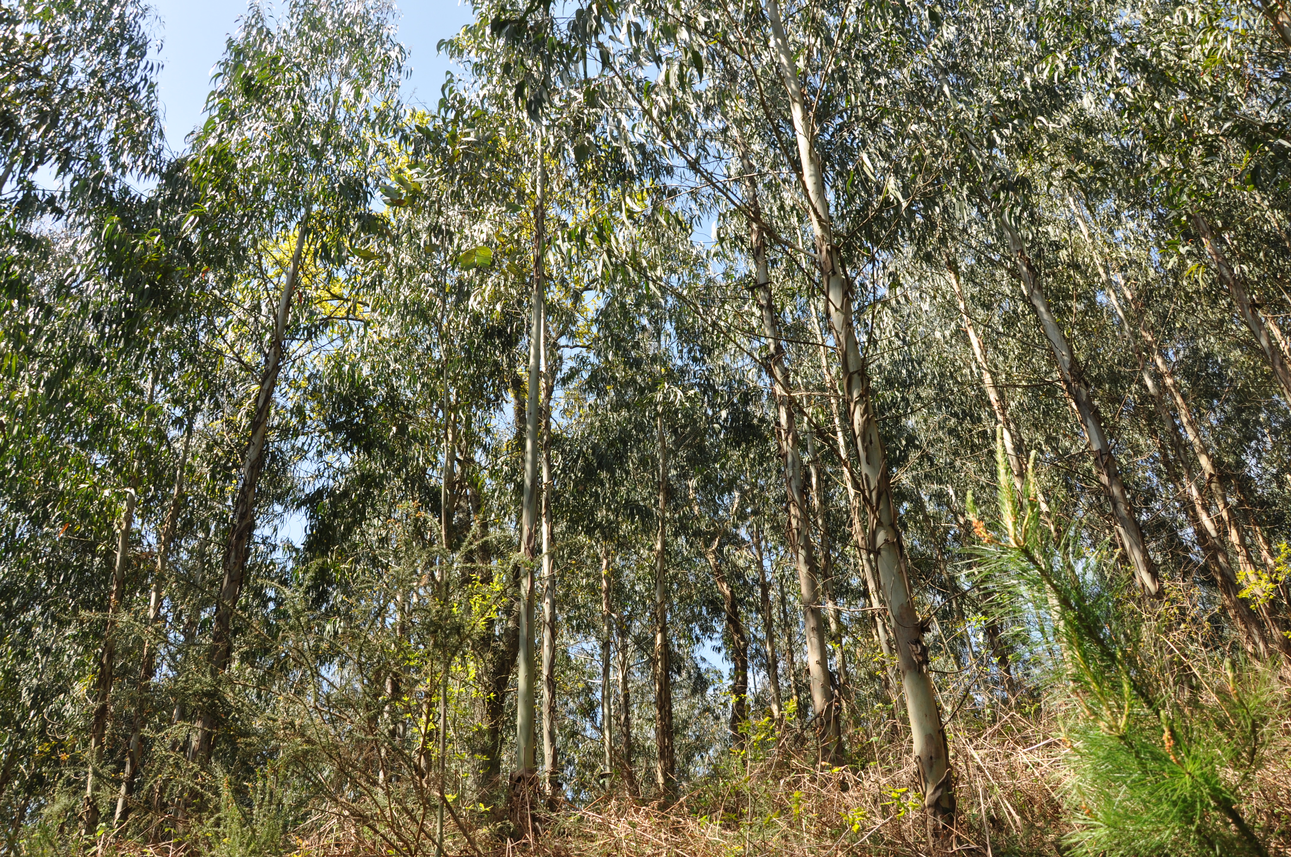 Plantación de eucaliptos en Okondo, Alava. FOTO: Maider Iglesias