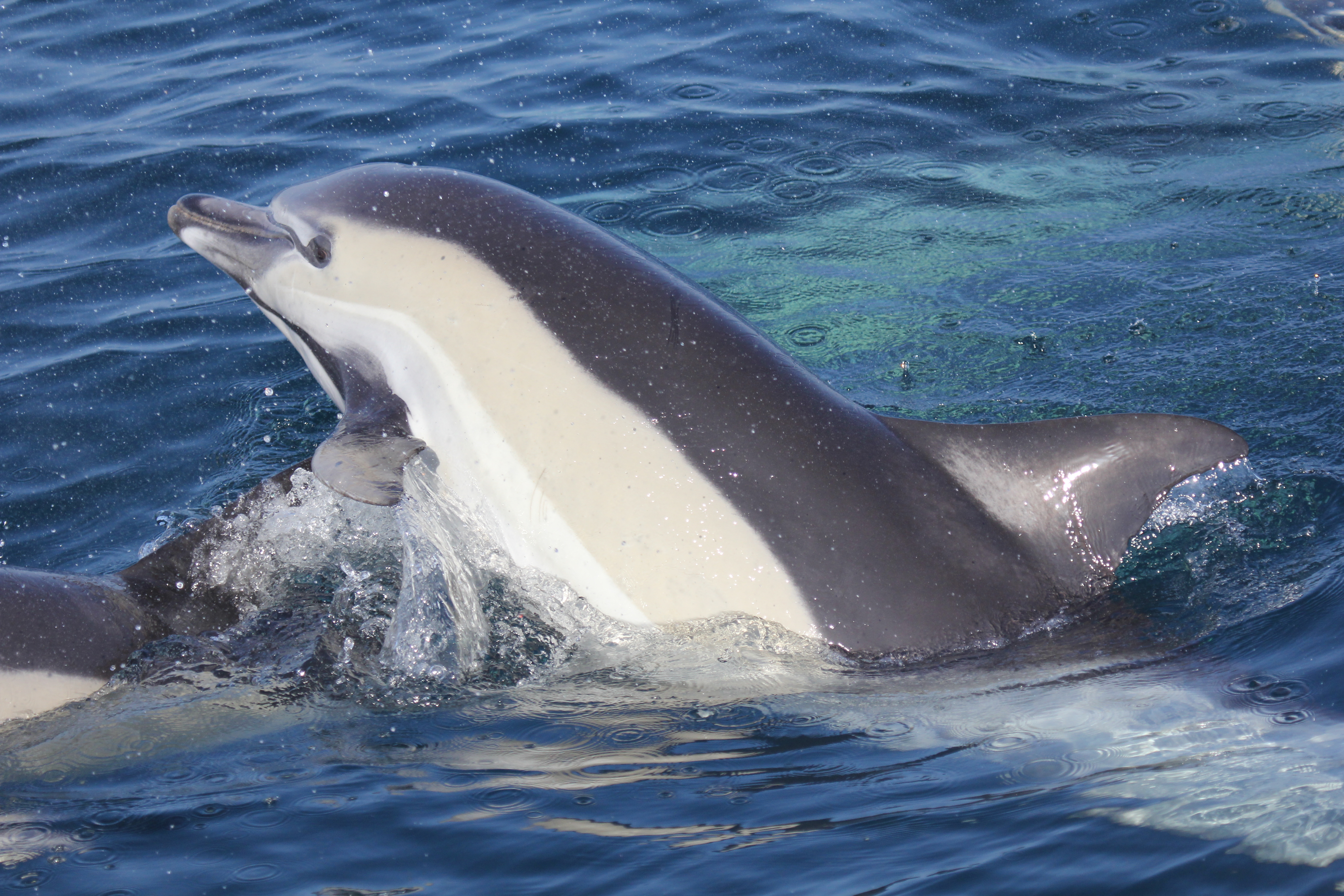 Ejemplar de delfín en el Mar de Alborán. Imagen: CIRCE /CSIC