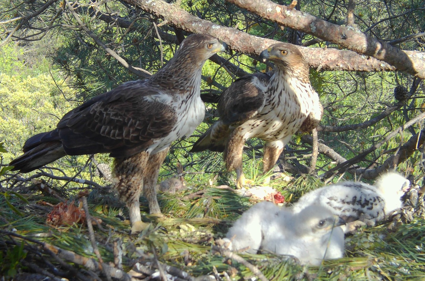 Pareja de águila de Bonelli reintroducida en la Comunidad de Madrid, junto a sus dos pollos nacidos en 2020. Imagen: Grefa y Soul Natura