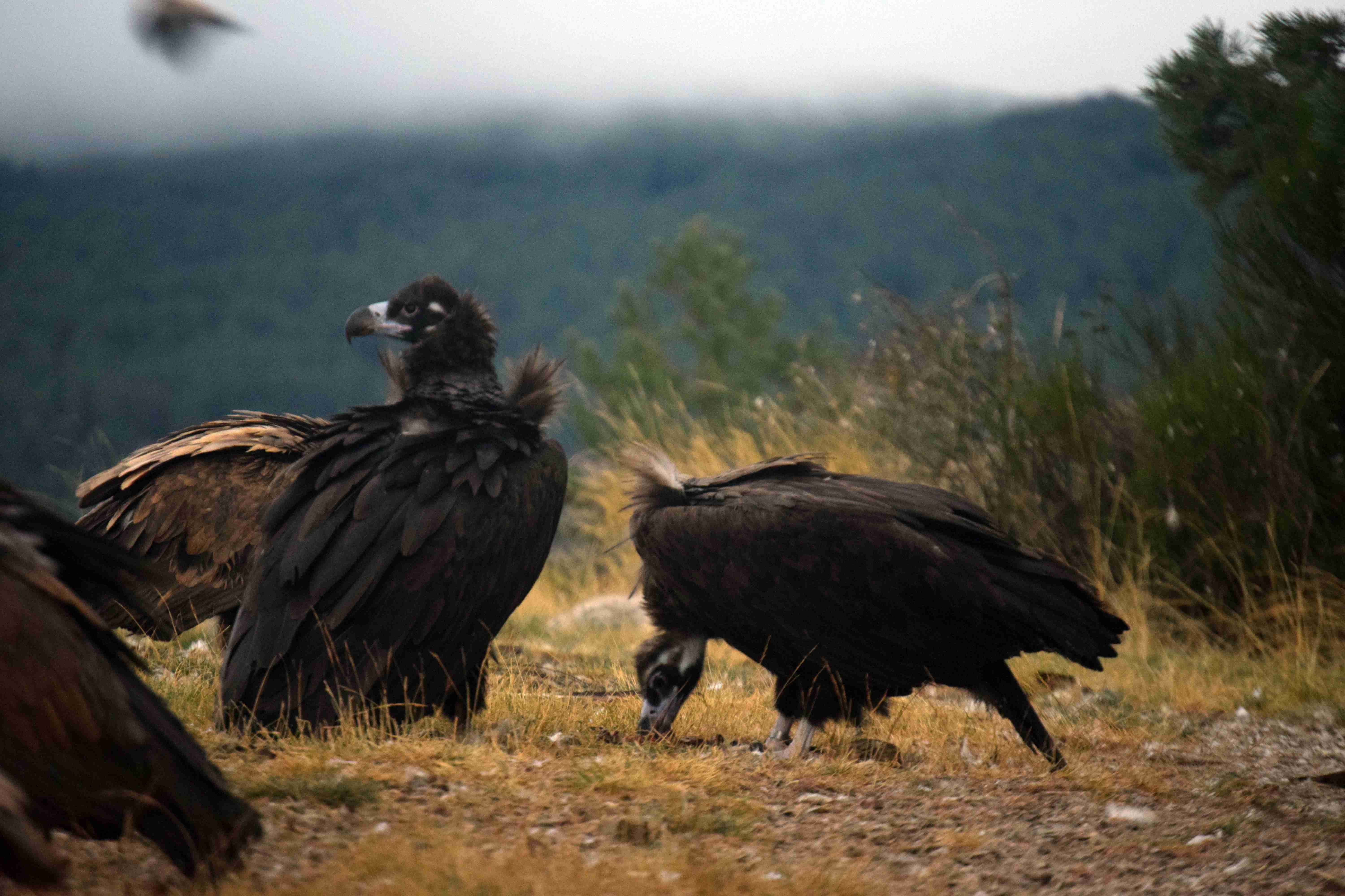 Acebo (a la izquierda) y Arca son la primera pareja de buitre negro que cría en la Sierra de la Demanda. Imagen:  Grefa