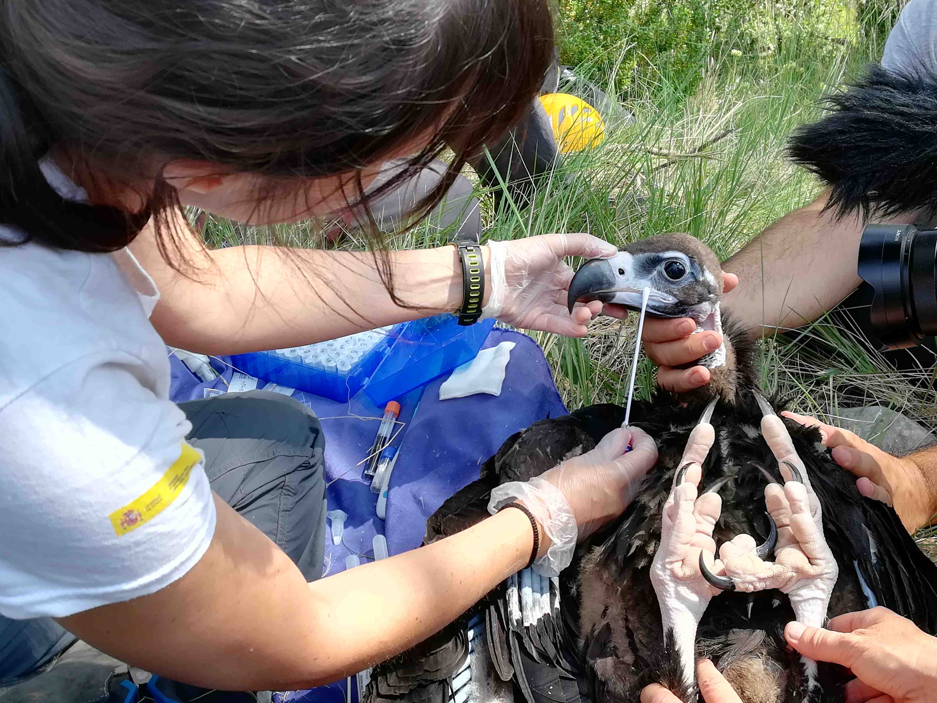 Una veterinaria de Grefa toma muestras a un buitre negro en Pirineos. Imagen: Grefa