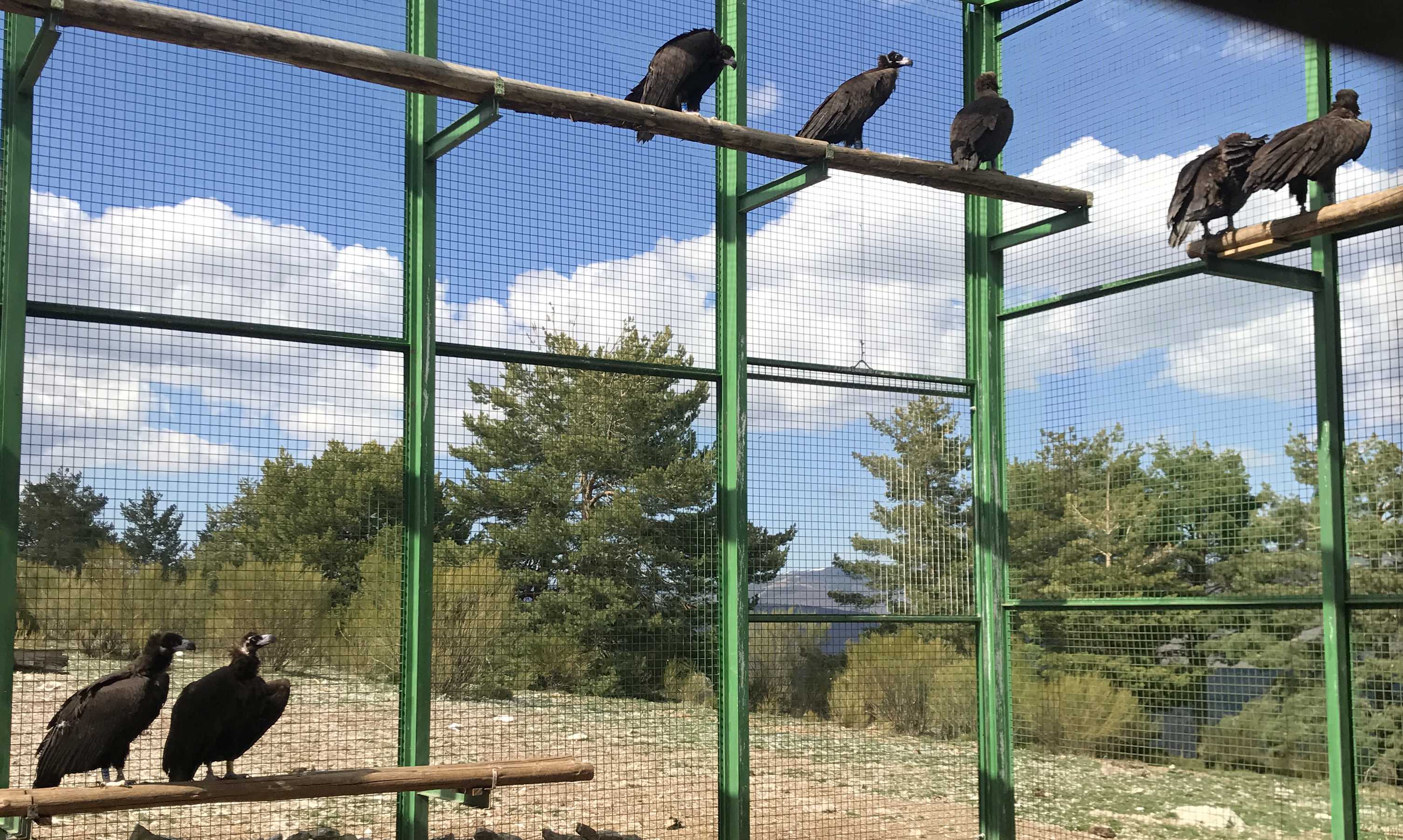 Buitres negros en un jaulón de aclimatación del municipio de Huerta de  Arriba (Burgos), en la Sierra de la Demanda, desde donde serán liberados próximamente. Imagen: Grefa
