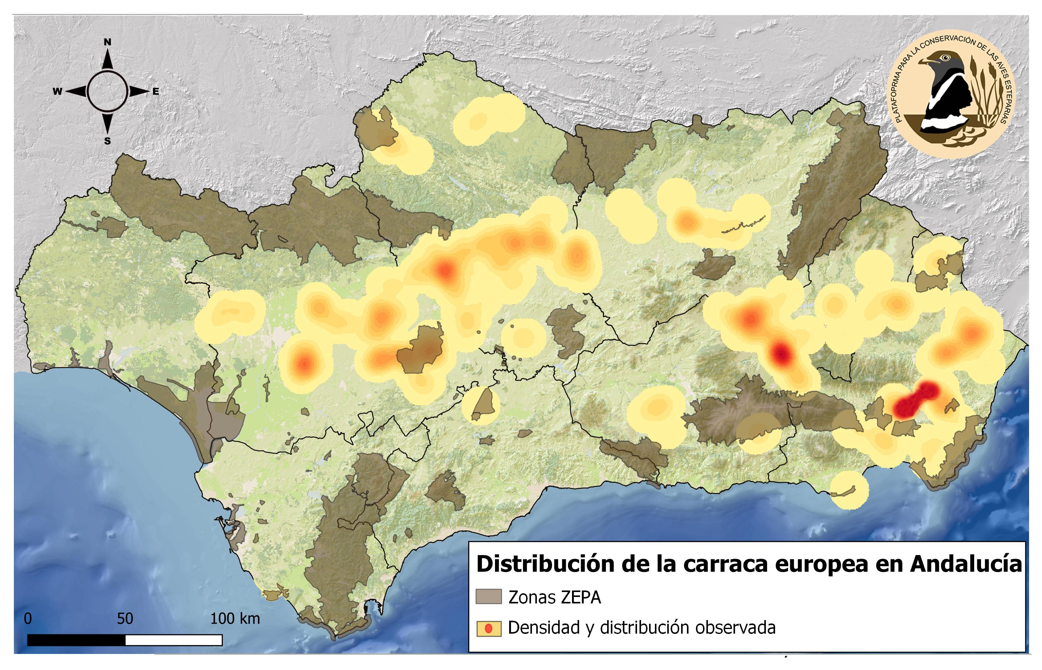 Mapa de distribución y densidad de carraca europea en Andalucía obtenido en el sondeo. Imagen: Pcaeh