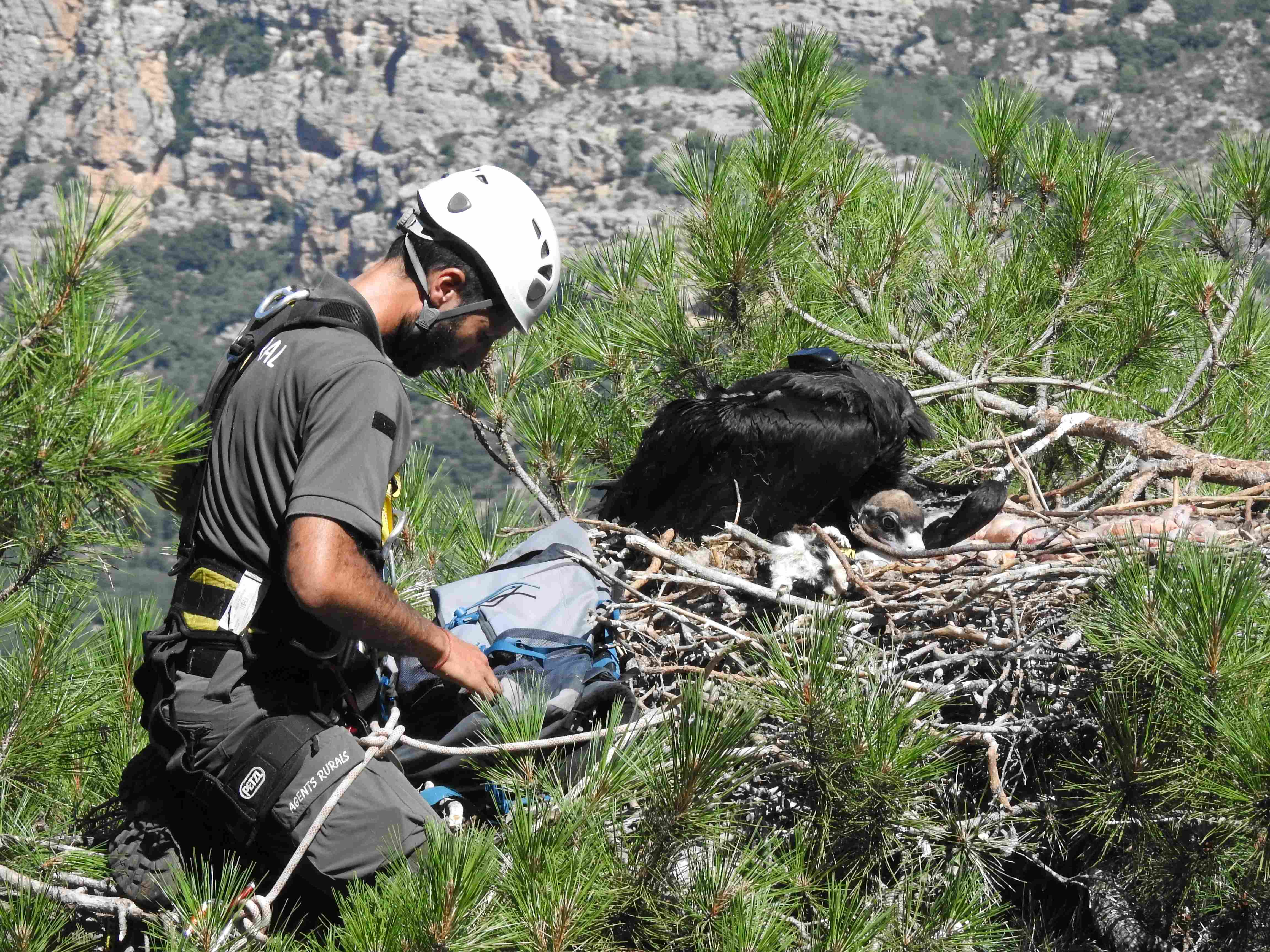 Un agente forestal devuelve a un pollo de buitre negro a su nido de Pirineos tras la colocación de un emisor GPS a este ejemplar. Foto: PRBNC