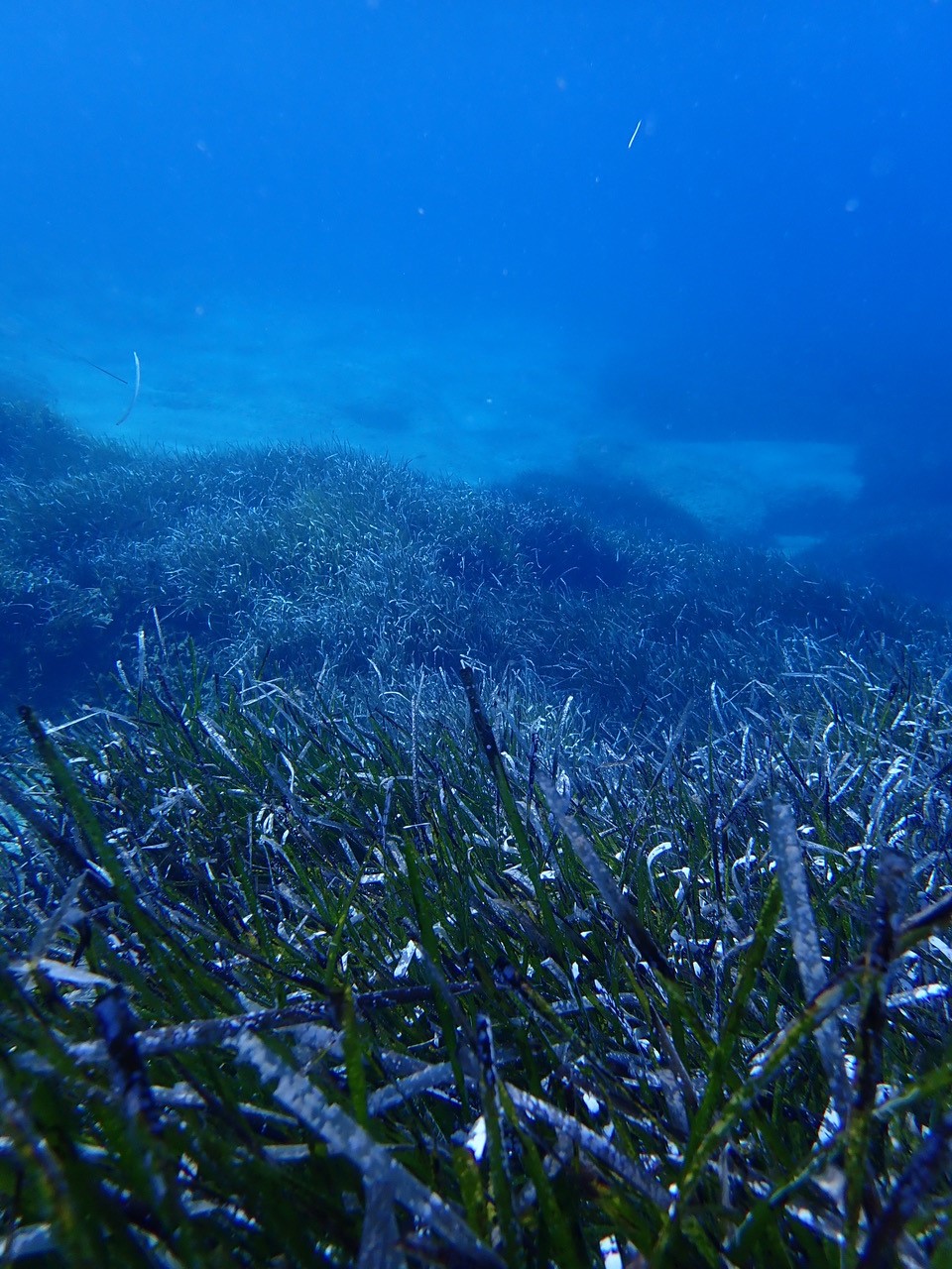 Especies poco profundas como las praderas marinas experimentarán una compresión vertical de su hábitat a medida que aumenten las temperaturas. Imagen: Teresa Alcoverro / CSIC