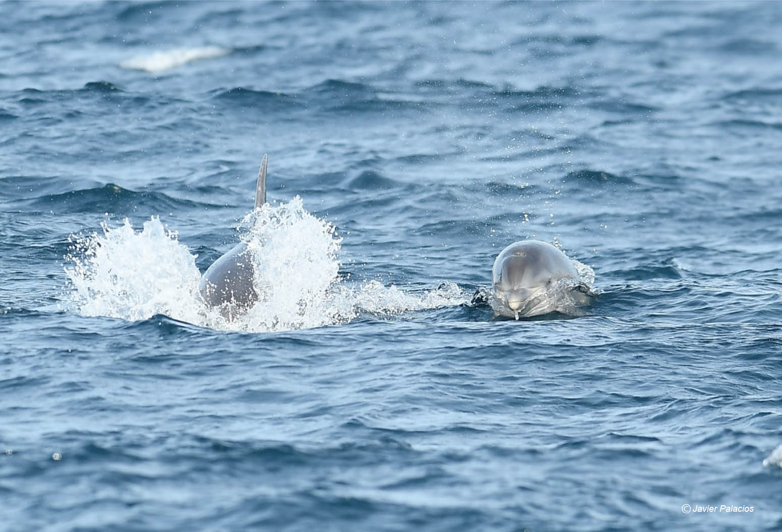 La observación de delfines siempre emociona. Imagen: Javier Palacios