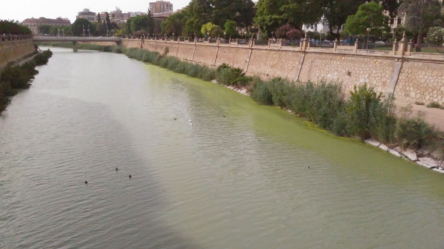 Imagen del río Segura, esta tarde, en la que se aprecia el color verde de las aguas, cedida por Huermur
