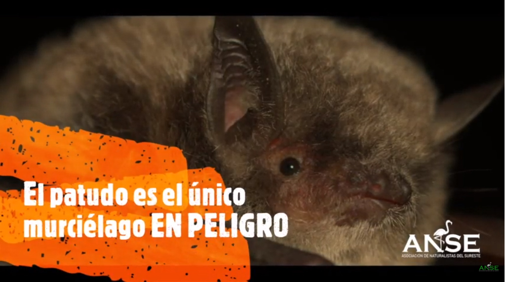 Fotograma del vídeo 'Secretos del murciélago patudo en el Sureste' de ANSE (https://www.youtube.com/watch?v=uli34N3xur0)