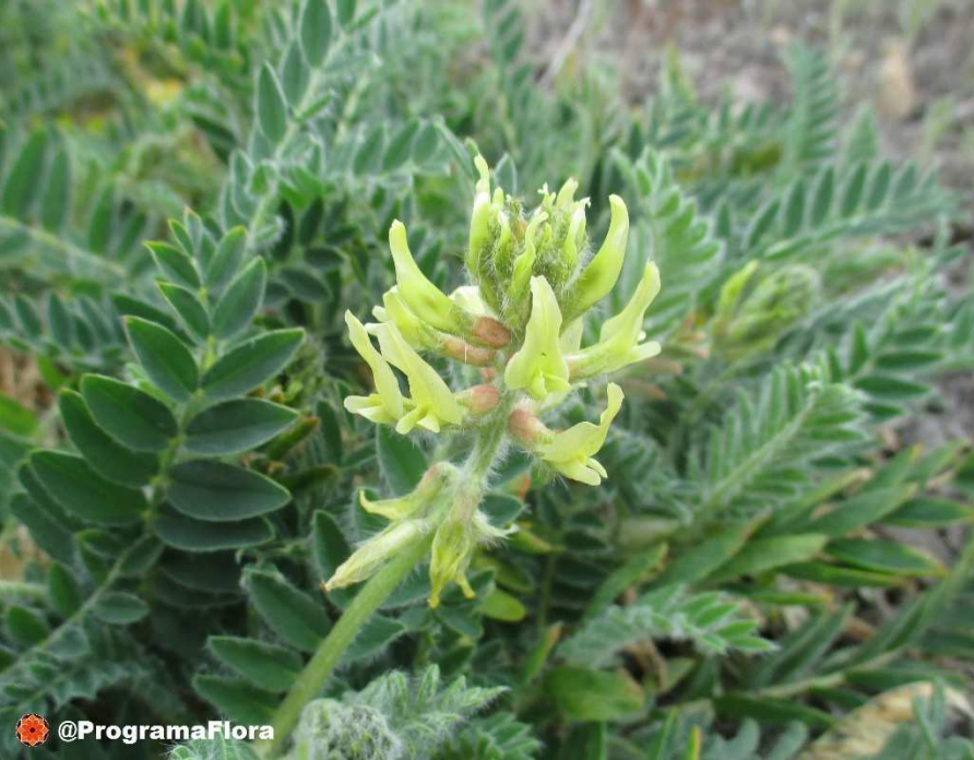 Detalle de una inflorescencia de garbancillo de Tallante ('Astragalus nitidiflorus'). Imagen: Programa Flora de la CARM